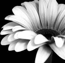 Black And White Daisy Momma Daisy Daisy Painting Black White Roses Sunflower Pictures