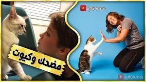 قطط مضحكة جدا اضحك مع القطط حتي البكاء 6