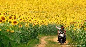 Bermain ke ladang bunga matahari terbesar thailand. Masfit Kawasan Bunga Matahari Terbesar Di Thailand Facebook