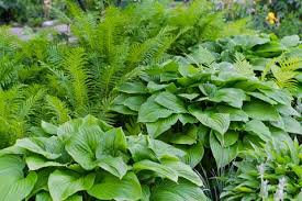Blooms pale lavender in midsummer light 2 to 4 hours of shade hosta tip the best time to divide hostas is in spring. How To Grow Hostas Where To Plant Hostas In Your Garden