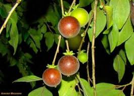 Image result for Dovyalis sp. A