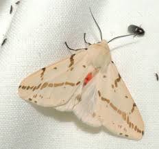Light Ermine Moth Moth Ermine Butterfly