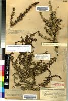 Image result for Gymnosporia heterophylla