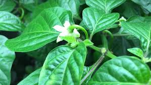 Pepper drops available here are not only aromatic and healthy but are absolutely sumptuous when added to foods. How To Pollinate Peppers Indoor And How To Prevent Pepper Flowers From Dropping Youtube