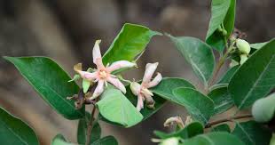 Image result for Strophanthus eminii