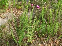 Image result for Carduus