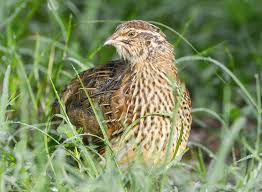 Image result for quail