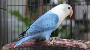 Download suara materan burung elang gacor versi 7 full hd youtube via youtube.com. Kisah Burung Lovebird Dan Majikannya