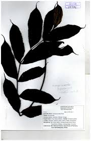 Image result for Burseraceae