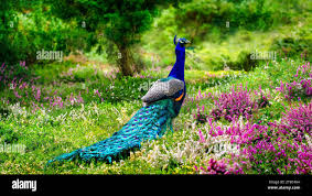 Image result for Erica microdonta