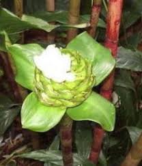 Image result for Costus afer