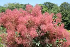 Dreamstime is the world`s largest stock photography community. The Velvet Fog Smokebush Cotinus Coggygria Proven Winners