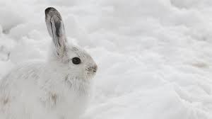 Winter baby boy girls clothes cotton newborn toddler clothes infant jumpsuits new born warm clothing one piece. What S The Difference Between Rabbits And Hares