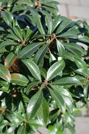 Image result for Pieris japonský bonfire obrázek