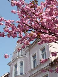Große auswahl an verschiedenen immobilientypen von privat sowie guten maklern. Das Kreuzviertel In Munster Das Noble Altbau Stadtviertel