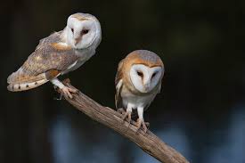 Sign into your tyto online account. Barn Owl Tyto Alba Photograph By Gert Hilbink