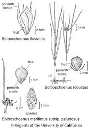 Image result for Bolboschoenus