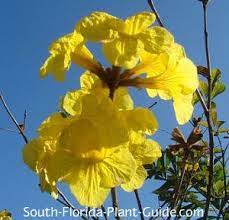 Tabebuia Tree Flowering Trees Florida Flowers Florida Trees