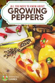 If you or your family eats a lot of bell peppers, consider growing your own! Growing Peppers Planting Guide Care Problems And Harvest