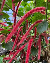 Image result for Acalypha fimbriata