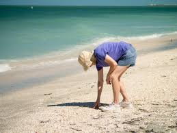 Sanibel island inn features 3 beachfront hotels and 5 beach cottages with modern amenities combined with the sanibel island beauty. 13 Best Beaches For Shelling In Florida Travel Guide Map Trips To Discover