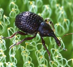 Image result for Salvinia hastata