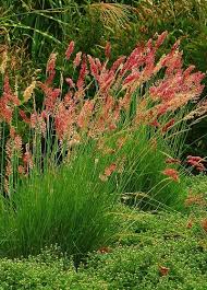 Image result for Melinis nerviglumis