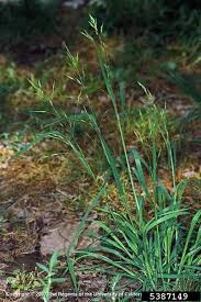 Image result for Bromus catharticus