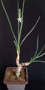 Image result for Trachyandra saltii