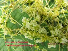 Image result for Cuscuta hyalina