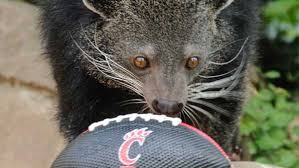 Very happy with the radio and experience, i'll be purchasing from these guys in the future. Lucy The Bearcat Uc S Live Mascot Is Retiring