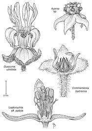 Image result for Malvaceae: Byttnerioideae, Helicteroideae
