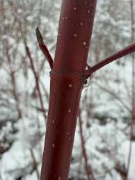 Image result for Sericorema sericea