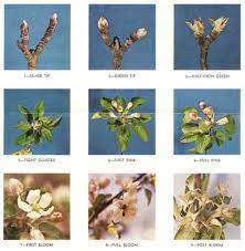 When is the best time to apply neem oil? Ask Ruth Organic Horticultural Oil For Fruit Trees Organic Growers School Organic Gardening