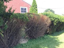 It has small white flowers with a very strong fragrance and it makes. Why Are Some Of These Yew Bushes Dying Gardening Landscaping Stack Exchange