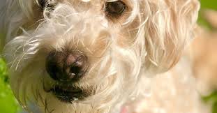 Whoodle Dog Breed Health Temperament Training Feeding And Puppies Petguide Petguide