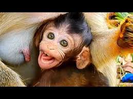 Woow Cute Baby Cuby Surprise Forget Get Milk Mom Hungry Not Care Baby Youtube Monkeys Funny Monkey Cute Babies