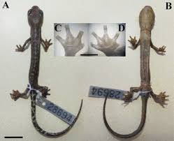 Image result for Dinebra caudata