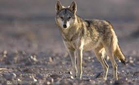 تفسير حلم اني قتلت الذئب في المنام لابن سيرين