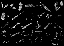 Image result for Sporobolus myrianthus