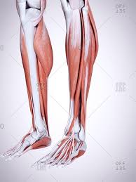 The muscles of the lower leg consist of the gastrocnemius and soleus muscles which together are known as the calf muscles, the peroneus longus, peroneus brevis, extensor digitorum longus, extensor hallucis longus, tibialis anterior, tibialis posterior, flexor digitorum. Foot Muscle Anatomy Stock Photos Offset
