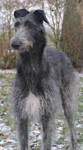 Where can i buy an irish wolfhound puppy? Scottish Deerhound Vs Irish Wolfhound Breed Comparison