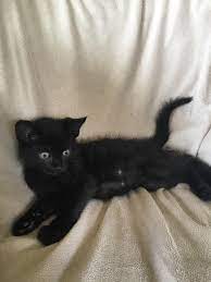 Check spelling or type a new query. My Friends New 10 Week Old Kitten Who Still Doesn T Know How To Be A Cat Aww