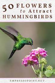 But, there are plants like these 15 we can call the hummingbird favorite flowers. 50 Flowers For Hummingsbirds And Sugar Water Recipe Empress Of Dirt