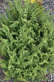 Image result for Cheilanthes eckloniana