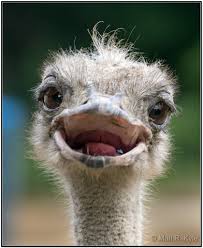 Smiling Ostrich Images From Summerfest 2013 At Black Pines Flickr