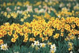 Daffodil Drift Narcissus Dream Team S Portland Garden Brent And Becky S Bulbs Gloucester Va Bulbs Garden Design Daffodils Garden Bulbs