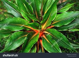 Image result for Chlorophytum filipendulum