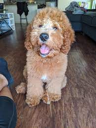 breeds f1 vs f1b goldendoodle?? Ig The Dapper Beau Mini F1b 18 Weeks 20 2 Pounds New To Reddit And Social Media Don T Mind My Tons Of Questions New Dog Owner Goldendoodles
