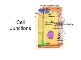 In plants, the existence of a cell partition between the plasma layers of adjacent cells precludes the types of cell junctions that connect animal cells. Ppt Cell Junctions Powerpoint Presentation Free Download Id 4877246